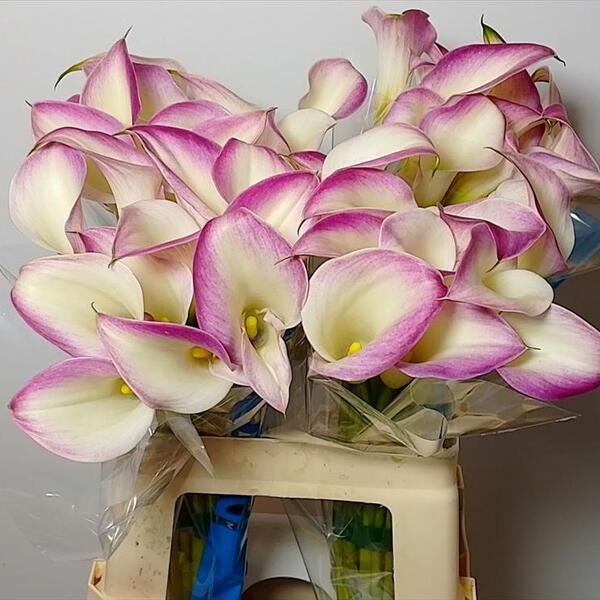 CALA *CALL MARIO* 65CM