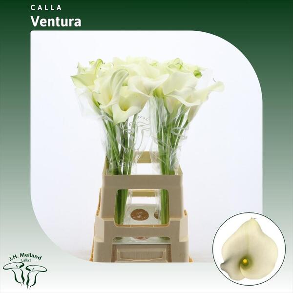 CALA *VENTURA BLUSH* 70CM