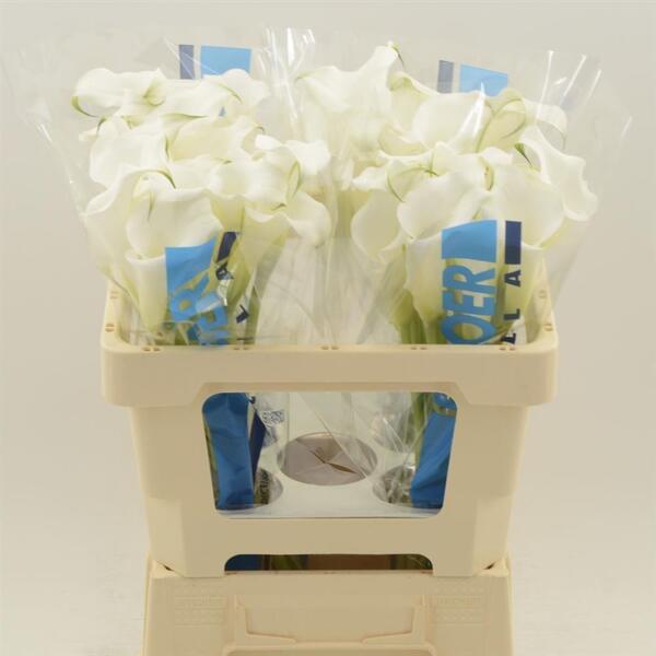 CALA *WHITE MAMBO* 55CM gran de cap