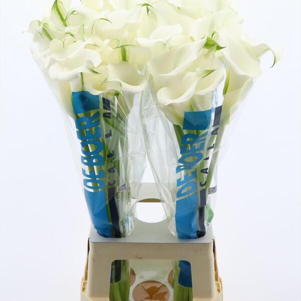 CALA *WHITE MAMBO* 80CM gran de cap