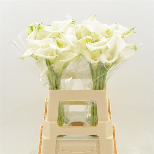 CALA BLANC *WHITE ART* 65CM