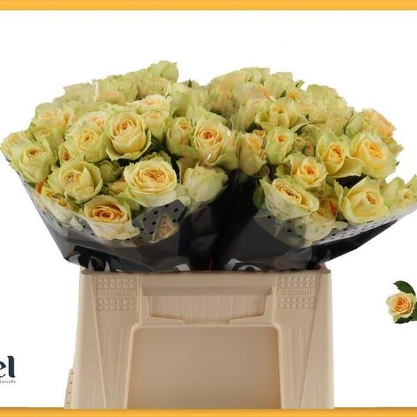 ROSA RAMIFICADA *BANDOLERO* 40CM