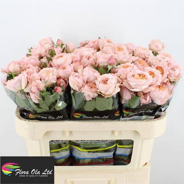 ROSA RAMIFICADA *JULIETTA* 70CM