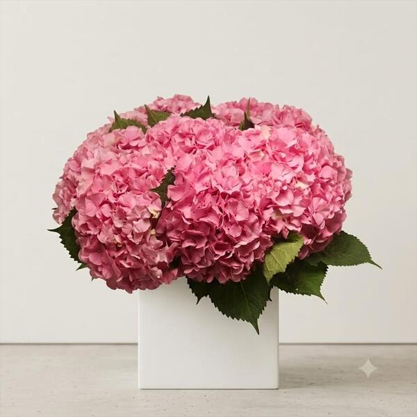 HORTENCIA PINK PANTHER 60CM