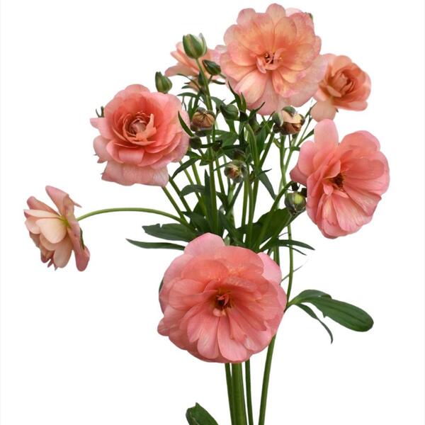 RANUNCULUS *BUTTERFLY ERIS* 70CM