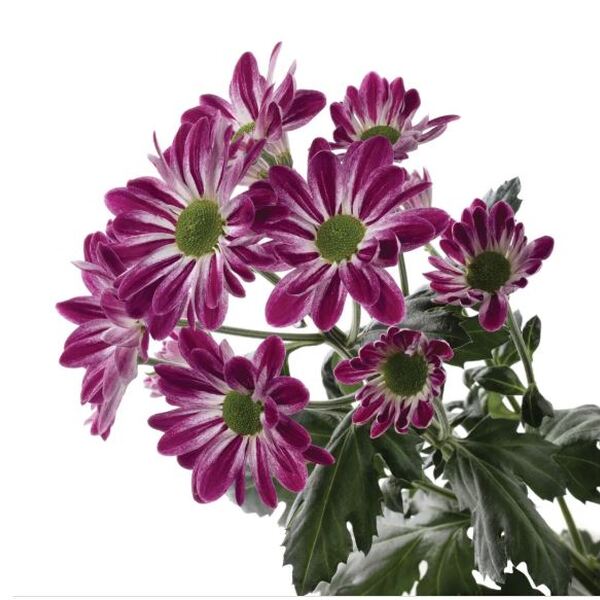 CRISANTEM FUXIA *SPLENDID*