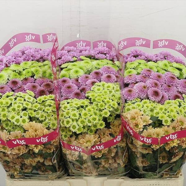CRISANTEMO SANTINI *MIX GEM* 55CM