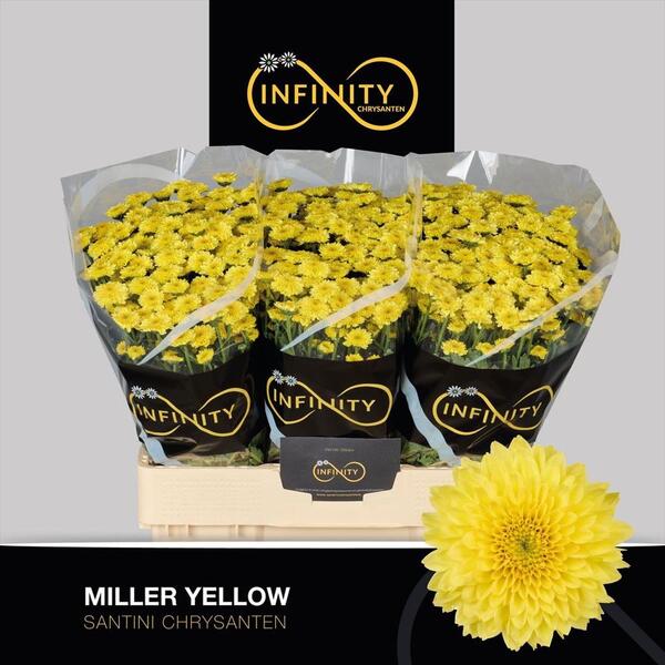 CRISANTEMO SANTINI *MILLER YELLOW*
