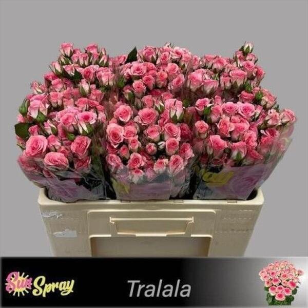 ROSA RAMIFICADA *TRALALA* 50CM