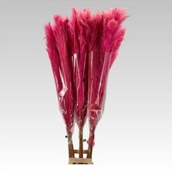 CORTADERIA TENYIDA CERISE 170CM