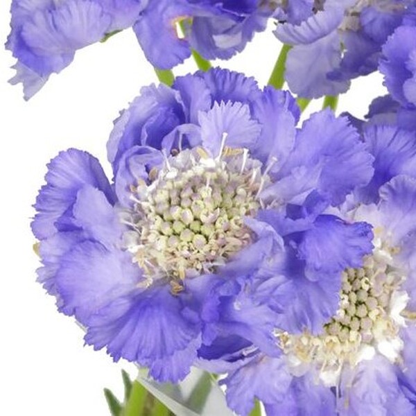 SCABIOSA PRIMERA NACIONAL LILA