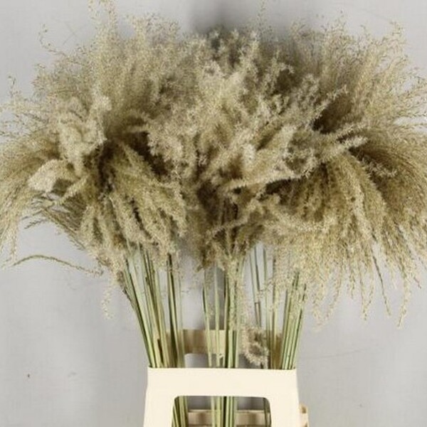 MISCANTHUS SEC NATURAL 70CM