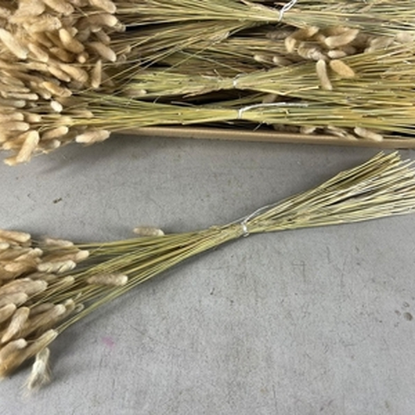 LAGURUS SEC 60CM