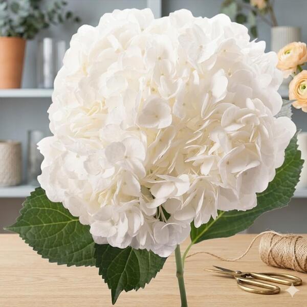 HORTENCIA *JUMBO PREMIUM BLANC* COL
