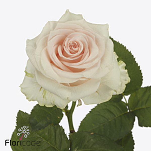 ROSA SWEET CAROLINE 60CM