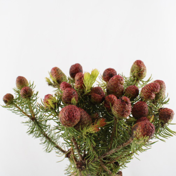 LEUCADENDRO CAPE GREEN TERETIFOLIUM 40CM