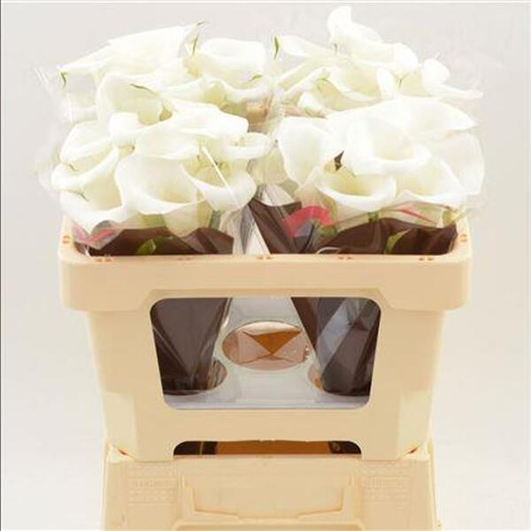 CALA BLANC *IVORY ART* 50CM