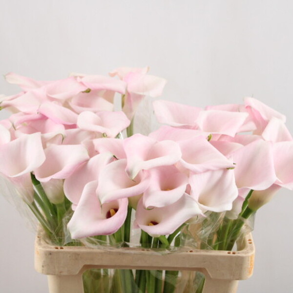 CALA *SWEET ART* 60CM