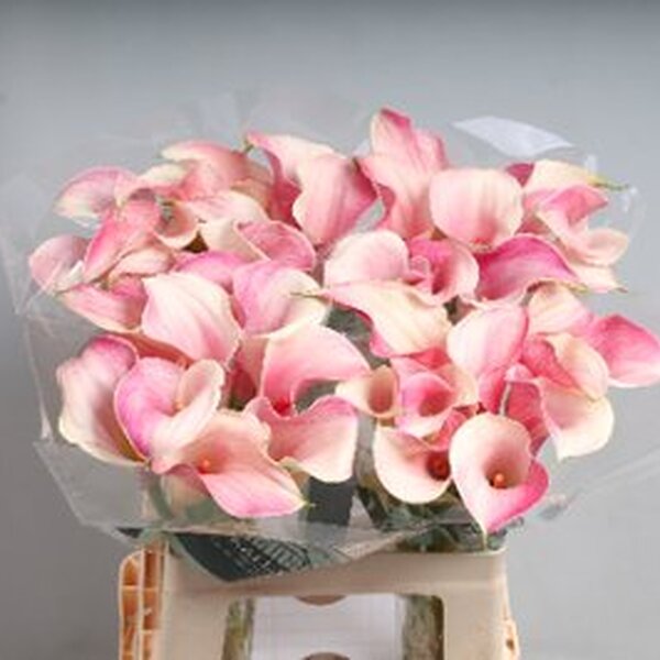 CALA *BLUSHING LADY* 60CM