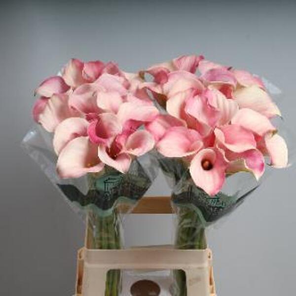 CALA *BLUSHING LADY* 70CM