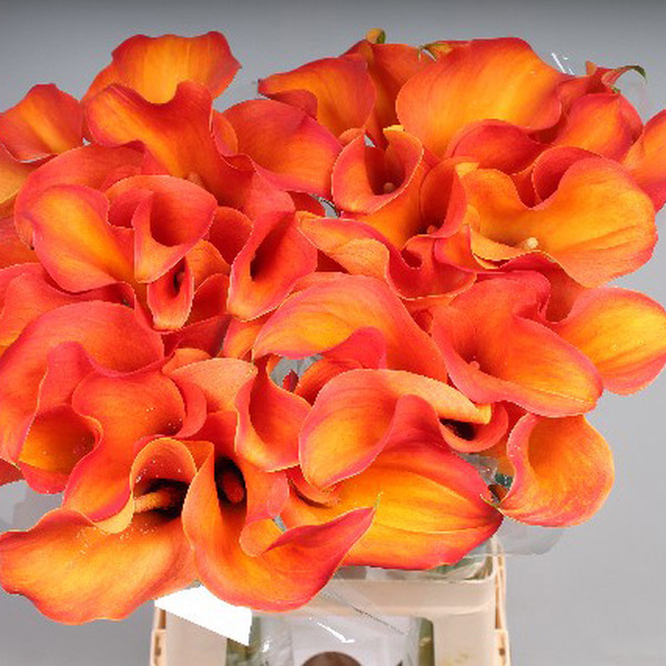 CALA *CALLISTA* 55CM
