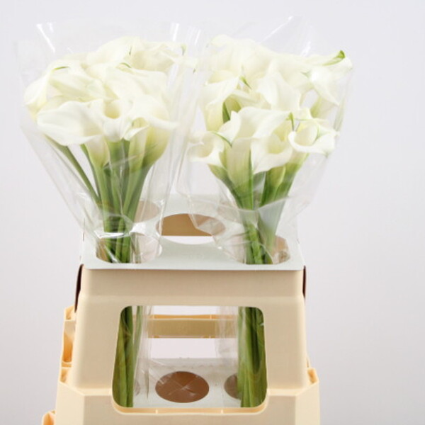 CALA *CRYSTAL BLUSH* 60CM