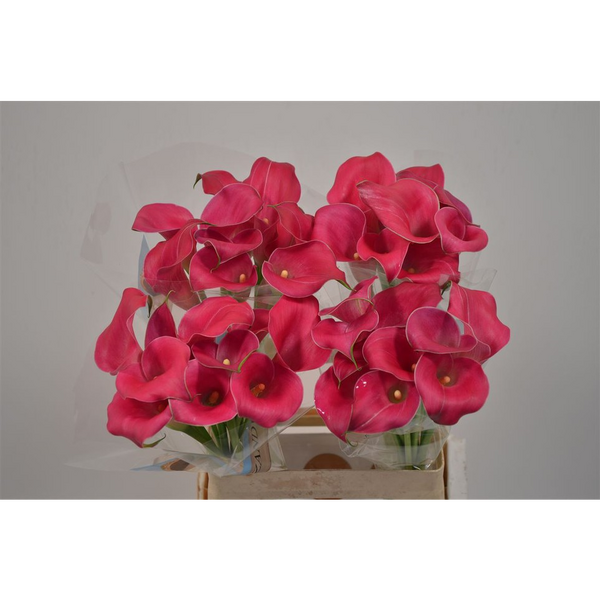 CALA *CAPT. CHEERIO* 60CM