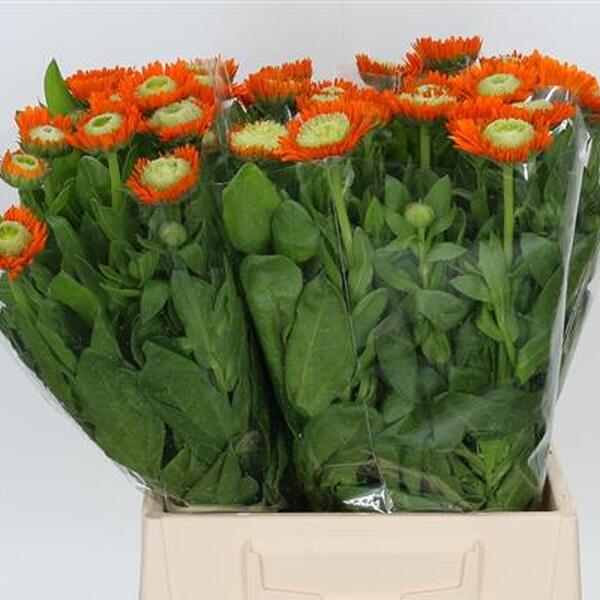 CALENDULA TARONJA