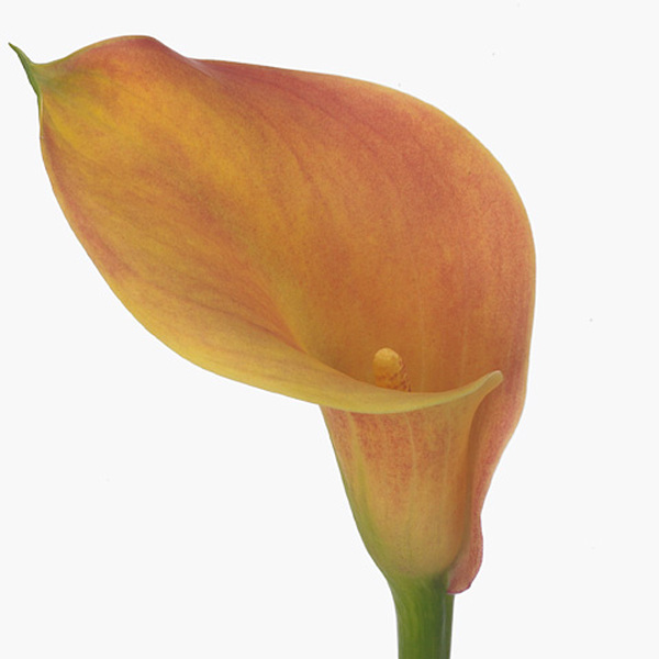 CALA *LADY MARMALADE* 50CM