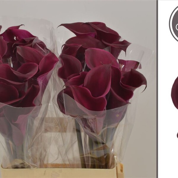 CALA *MAJESTIC RED* 60CM