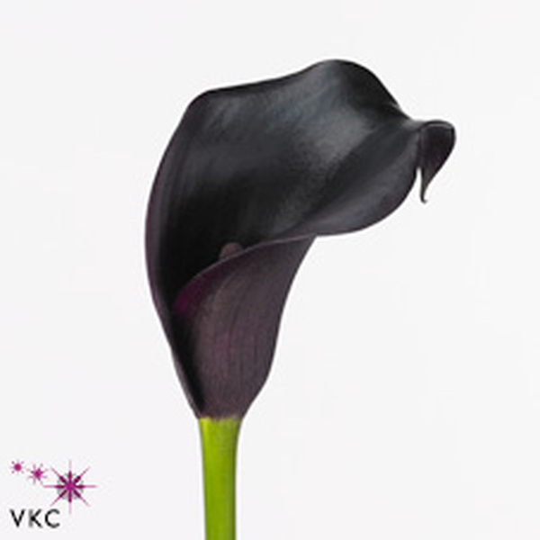 CALA *CANTOR* 50CM