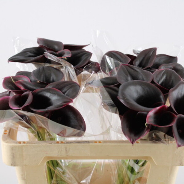CALA *CANTOR* 60CM