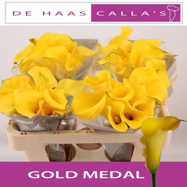 CALA *GOLD MEDAL* 60CM