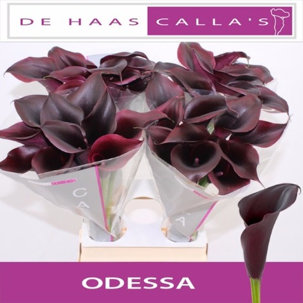 CALA *ODESSA* 65CM