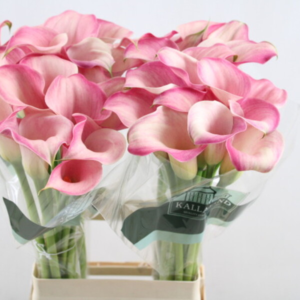 CALA PINK MELODY 70CM