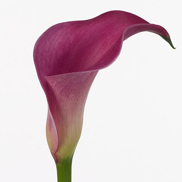 CALA *PINK JEWEL* 40CM