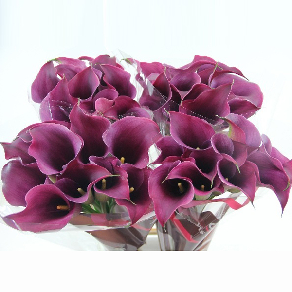 CALA *PROMISE* 70CM