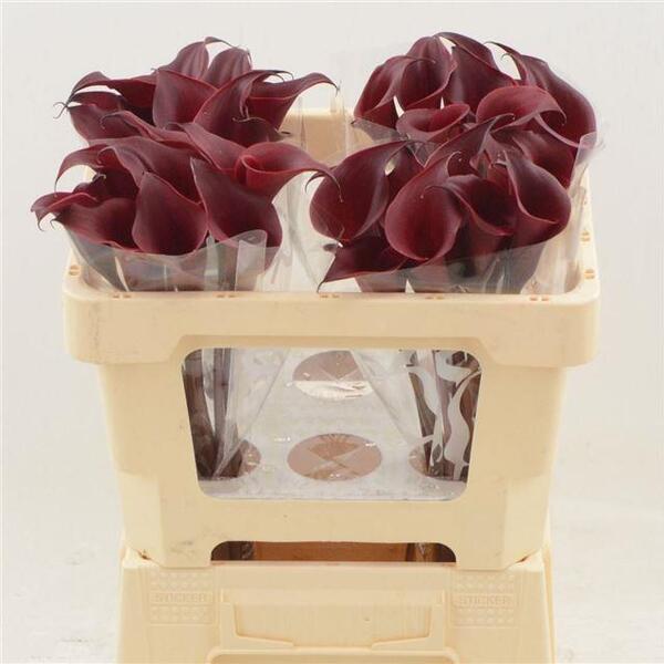 CALA *RED CHARM* 50CM