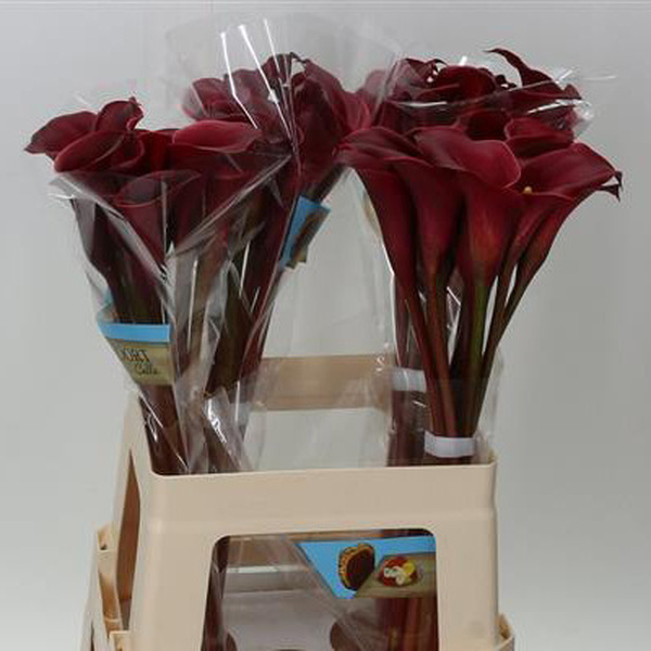 CALA *RED CHARM* 60CM
