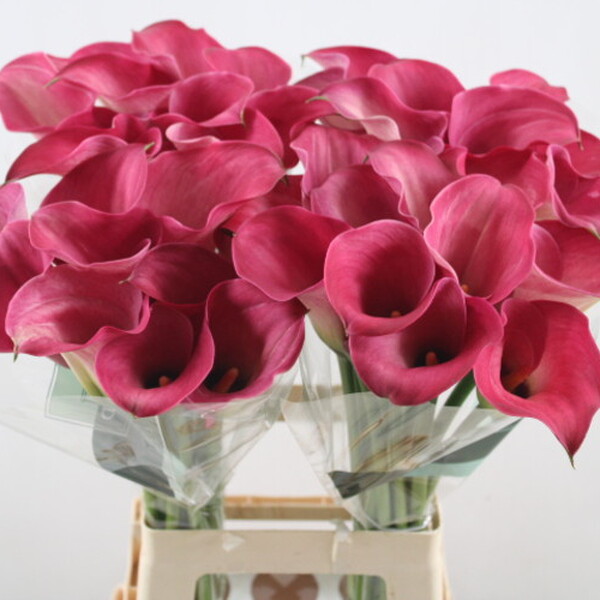 CALA CAPTAIN ROMANCE 70CM