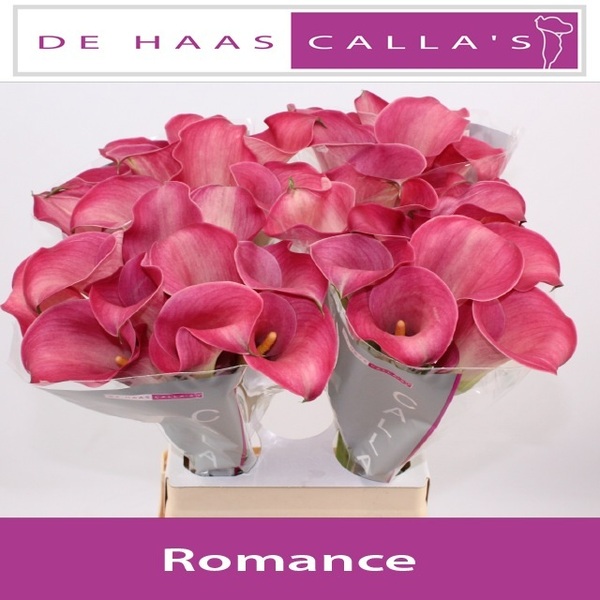 CALA *ROMANCE* 80CM