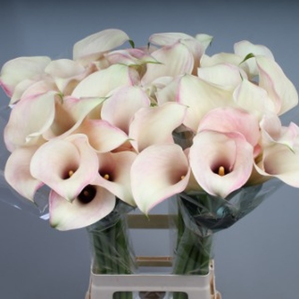 CALA *ROSETTE* 80CM