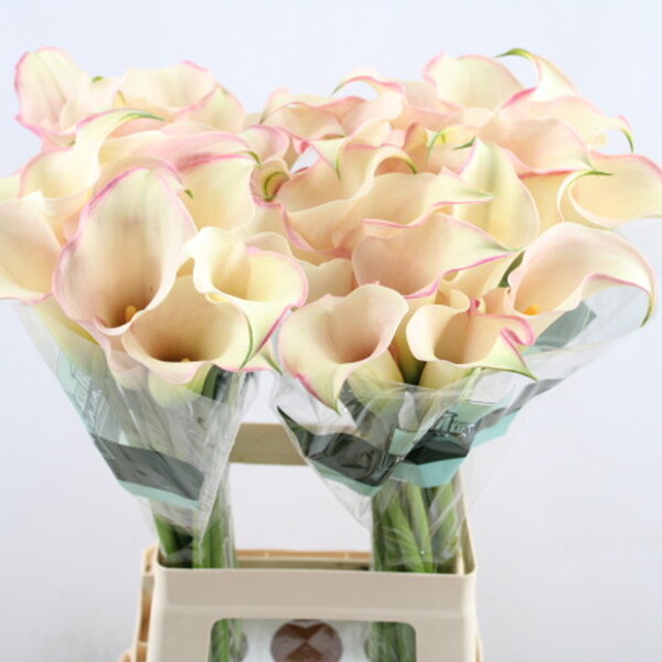 CALA *ROSETTE* 70CM