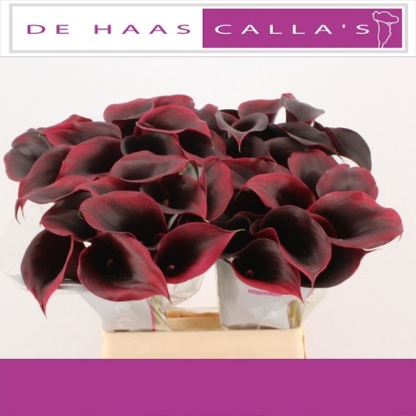 CALA *RUDOLPH* 60CM