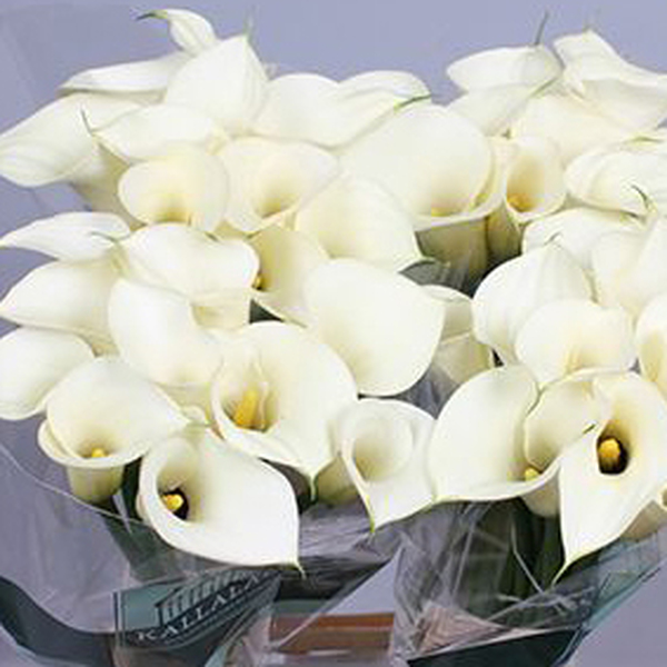 CALA *SNOWSTAR* 65CM