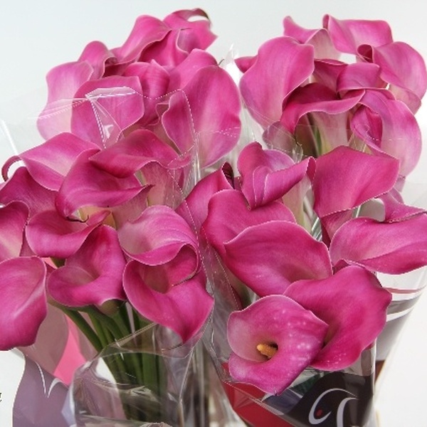 CALA *SUMATRA* 65CM