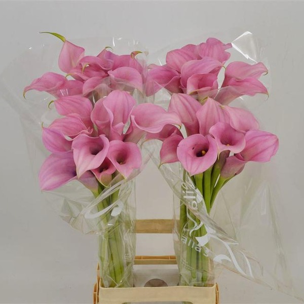 CALA *TOTAL TOUCH* 70CM
