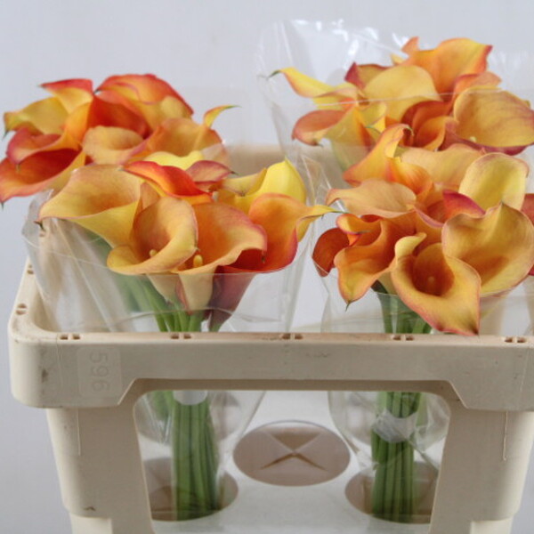 CALA *TRINITY* 50CM