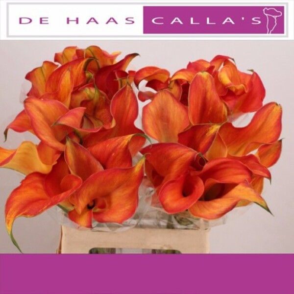 CALA *TRINITY* 60CM