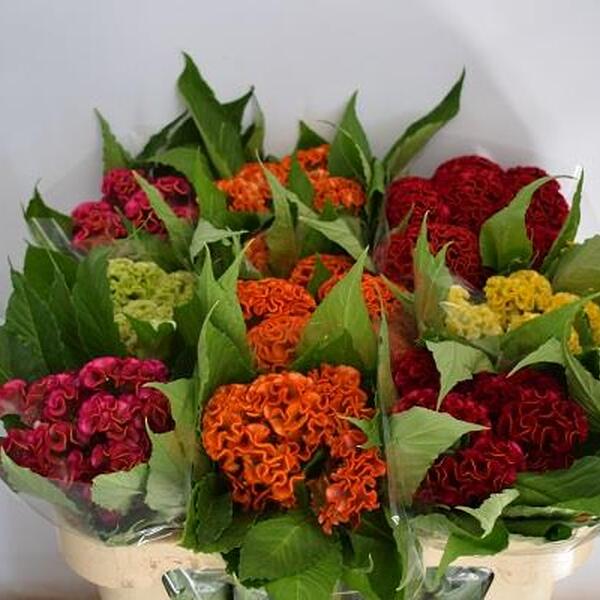 CELOSIA